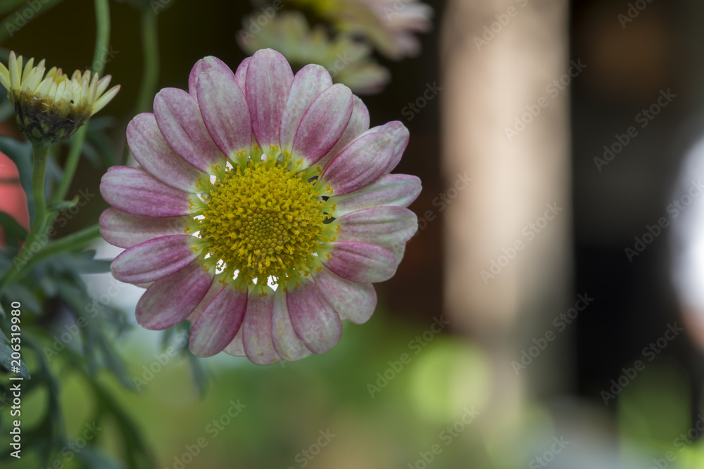 Obraz premium Pink Daisy , Flower