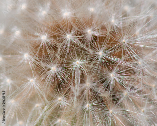 white dandelion as background