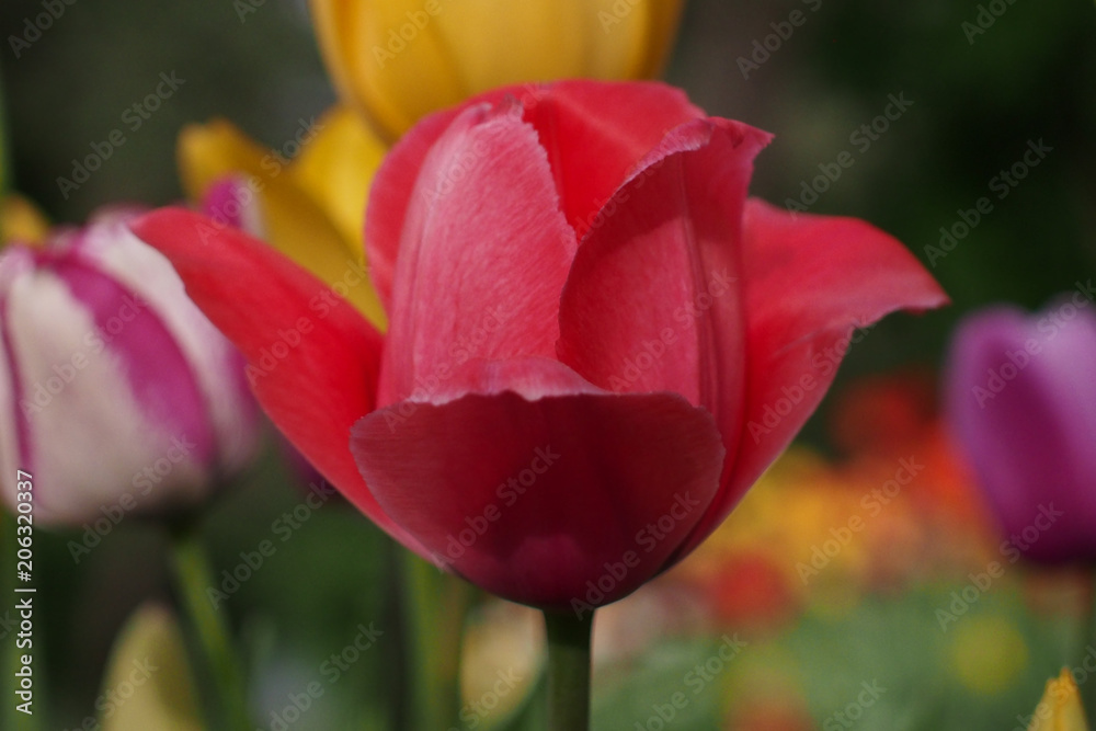 colored tulips on green background colored tulips on green background