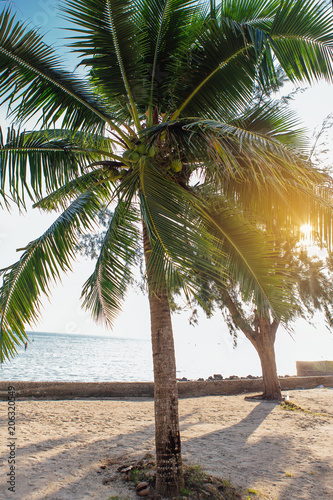 Coconut palm trees