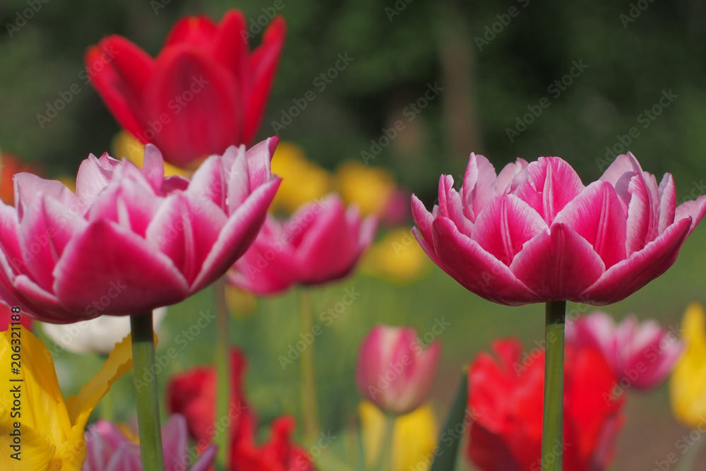 colored tulips on the background 