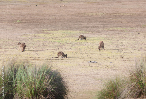 wild kangaroos in Australia © sinitar