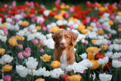 red-haired dog in tulip flowers. Pet in summer in nature. Nova Scotia Duck Tolling Retriever, Toller