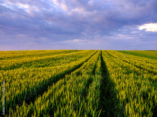 Green wheat field, agricultural landscape.