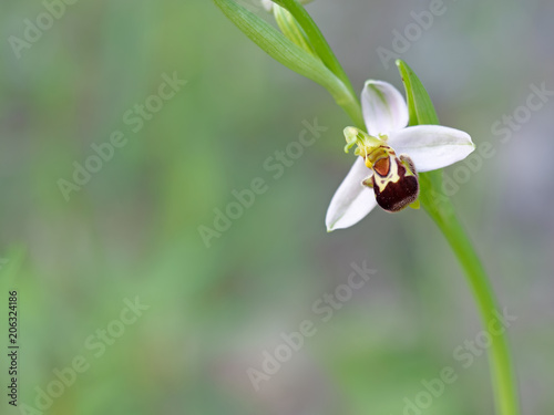 Bee orchid with copy space. Ophrys apifera.