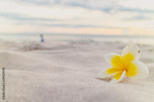 White plumeria flower on the beach © sarunyu
