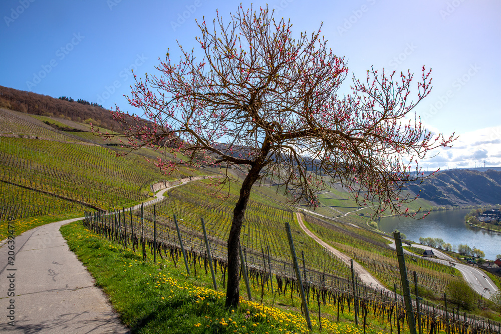 Mosel River and Vineyards Landscape at Piesport Rheinland Pfalz Germany Mosel River and Vineyards Landscape at Piesport Rheinland Pfalz Germany