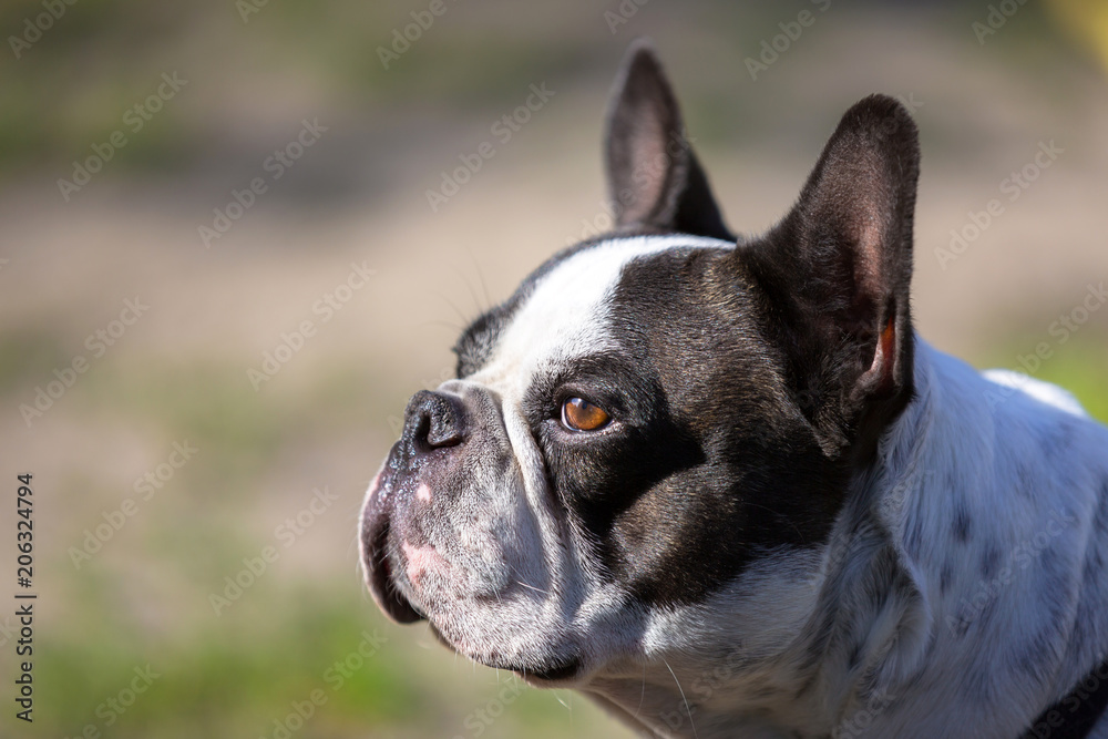 Black and white french bulldog portrait Black and white french bulldog portrait