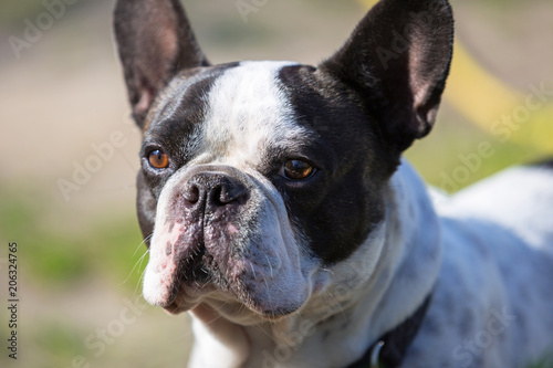 Fototapeta Naklejka Na Ścianę i Meble -  Black and white french bulldog portrait
