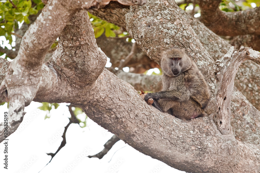 Fototapeta premium Voyage Afrique