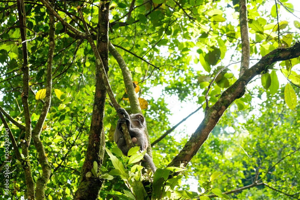 gray wild macaque monkey climbing on tree in sumatra rainforest