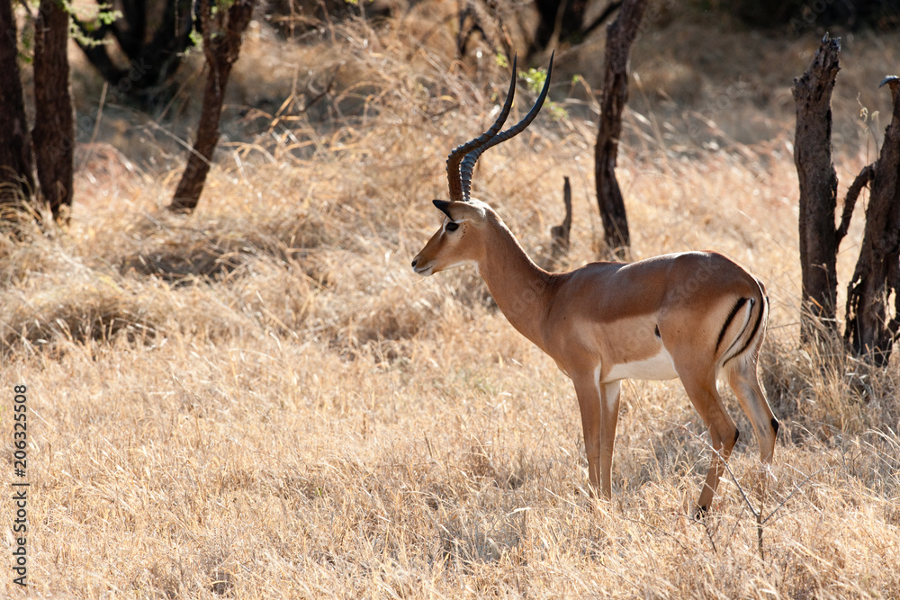 Naklejka premium Voyage Afrique