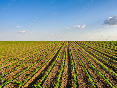 Green ripening soybean field  agricultural landscape