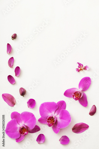 beautiful orchids on white background © Maya Kruchancova