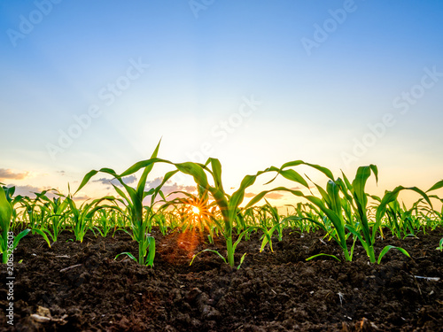 Green corn maize plants on a field. Agricultural landscape