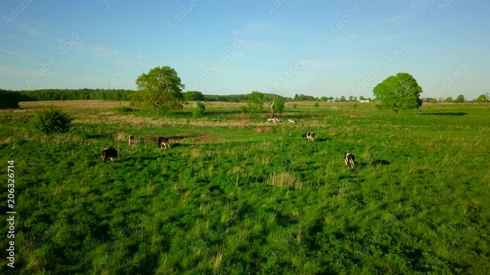 Cows graze on a meadow at the summer time