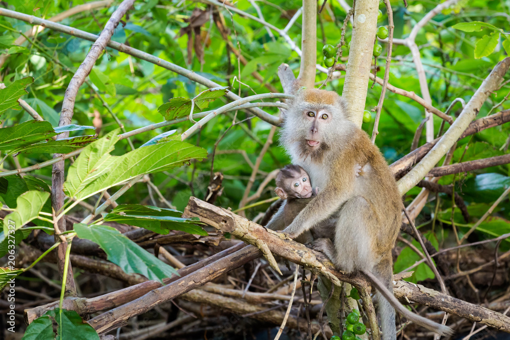 Cute monkey on Tioman island