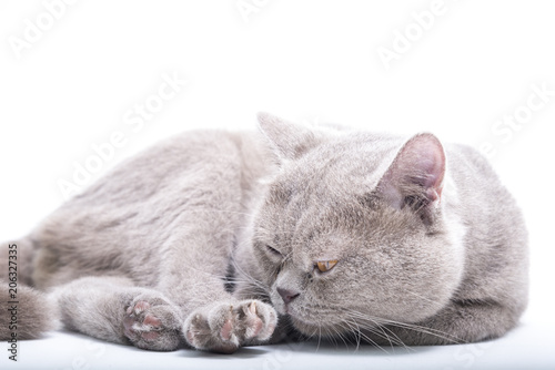 British Shorthair cat isolated on white. Sitting, looking camera