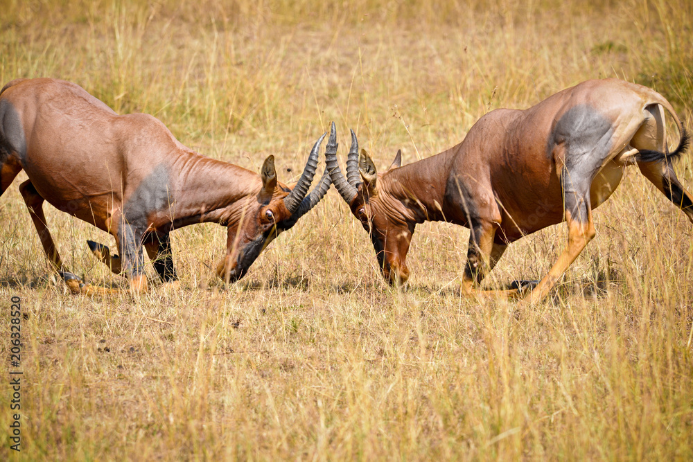 Obraz premium Voyage Afrique