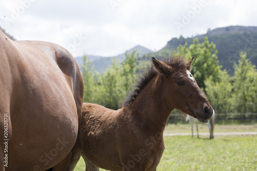 A chestnut foal