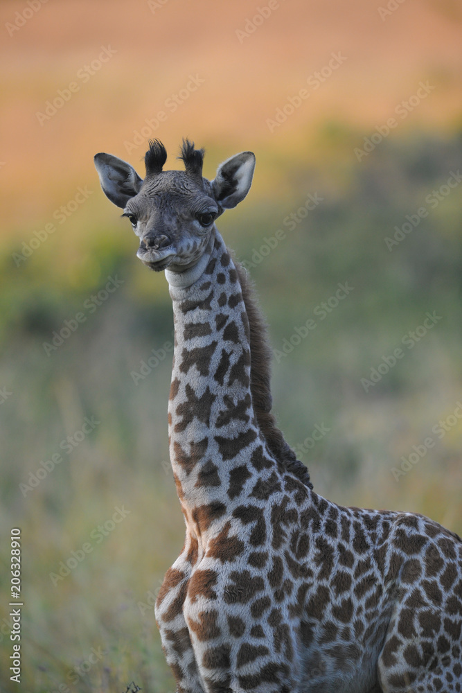 Voyage Afrique Voyage Afrique