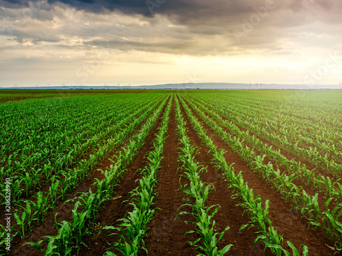 Green corn maize plants on a field. Agricultural landscape photo