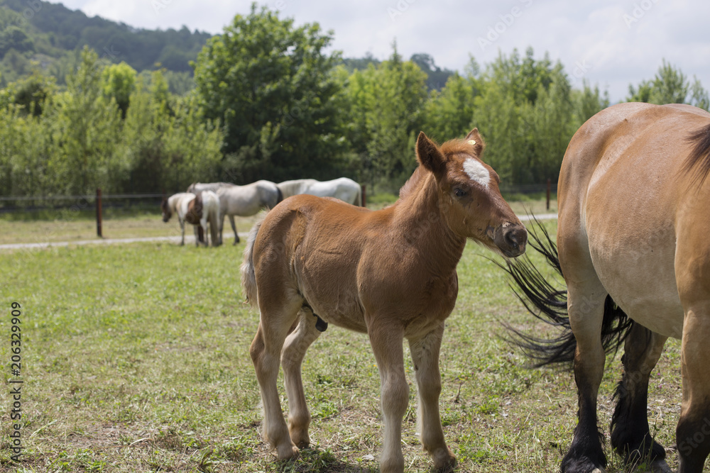 A chestnut foal