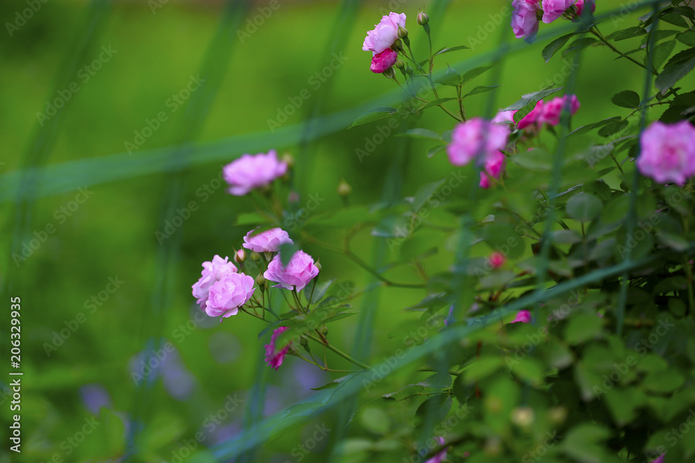 A blooming rose, in the garden A blooming rose, in the garden
