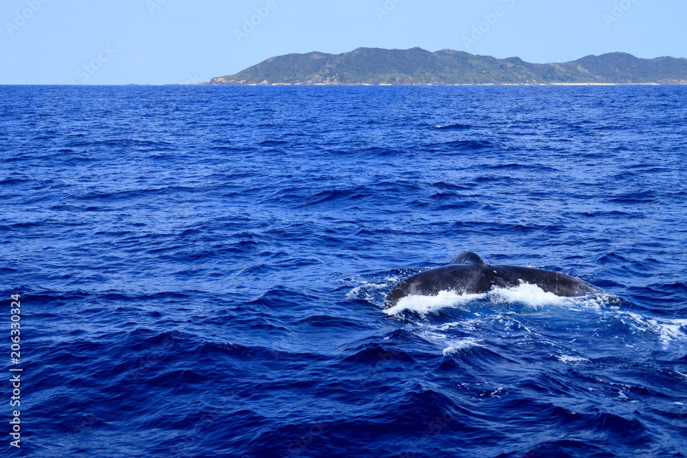 慶良間諸島とザトウクジラ 慶良間諸島とザトウクジラ