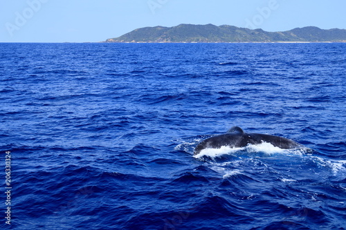 慶良間諸島とザトウクジラ © Fumizuki