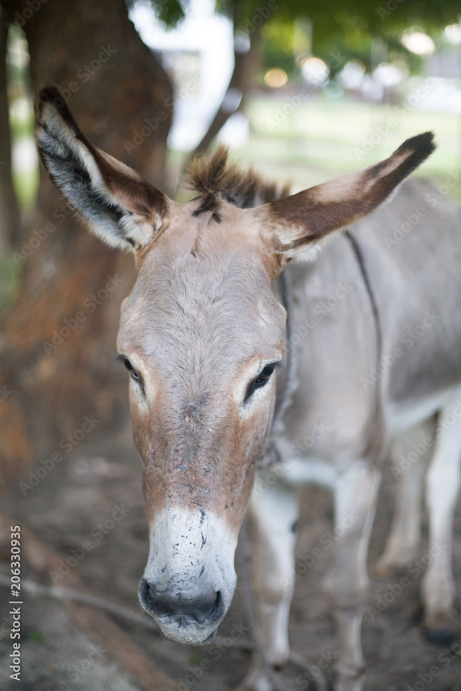 Burro de Lamu, kenia sobre fondo verde