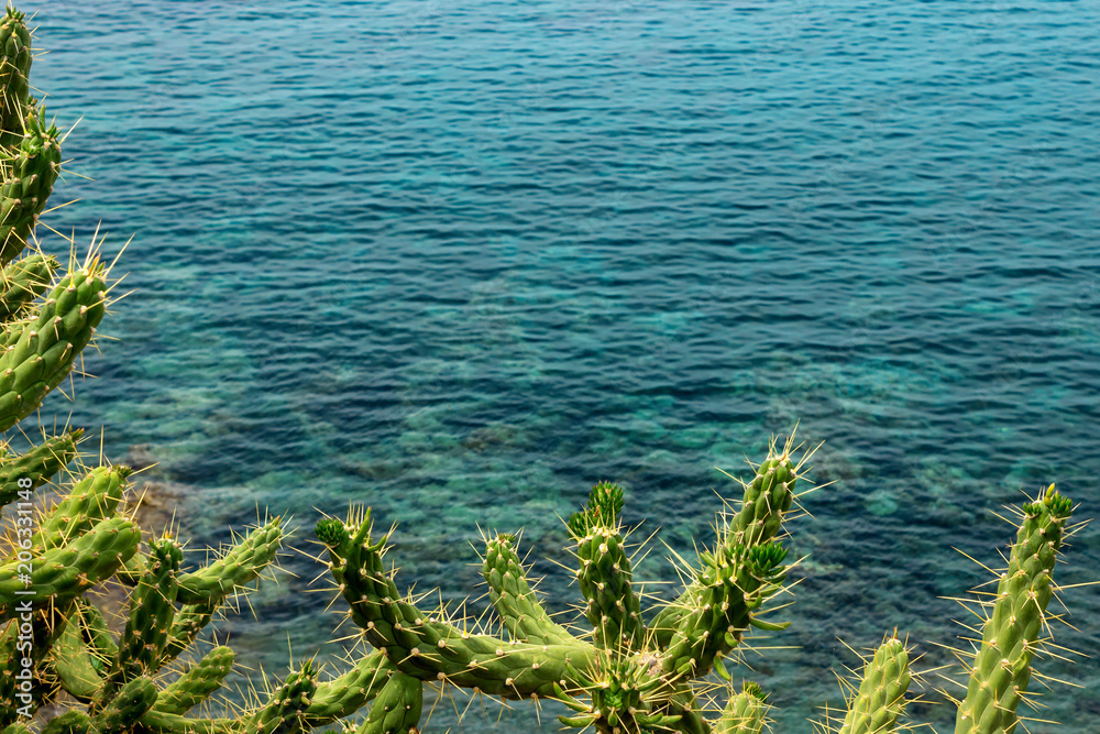 Cacti and flowers on the background of the blue sea.Greece. Concept- vacation, tourism, travel. Cacti and flowers on the background of the blue sea.Greece. Concept- vacation, tourism, travel.