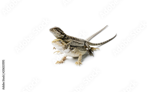 Agama. Two baby Bearded Dragons on white background.