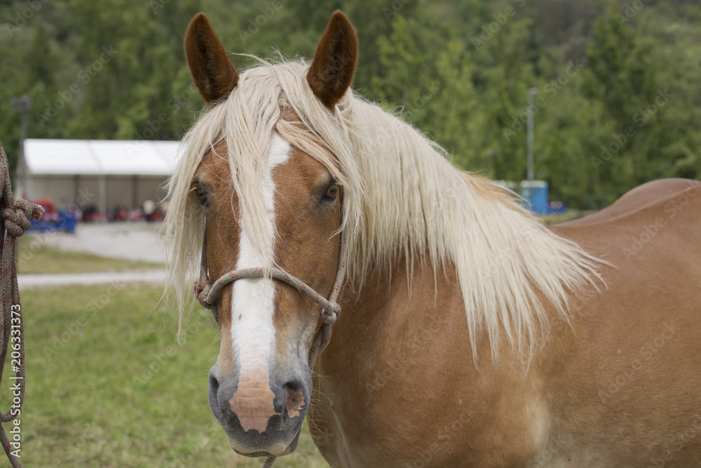 Portrait of a palomino horse