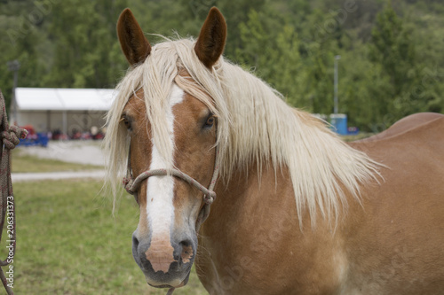 Portrait of a palomino horse © paula sierra