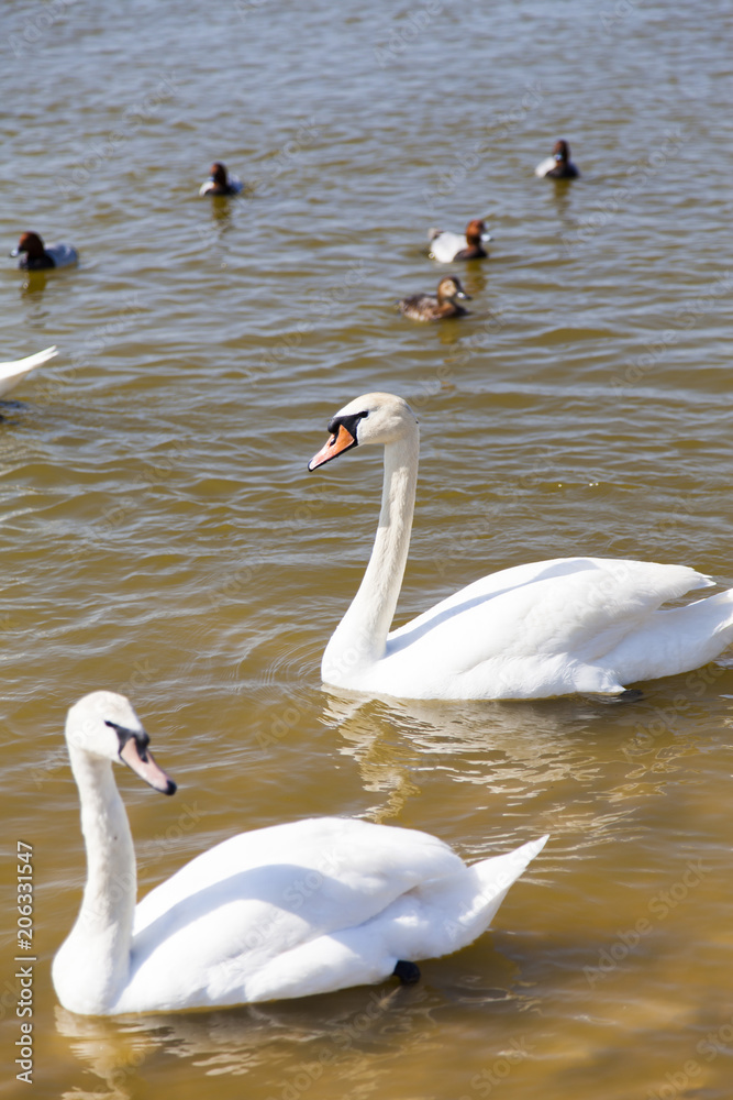 Swans on the lake Swans on the lake