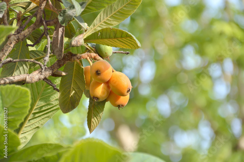 Loquat fruit on a tree
