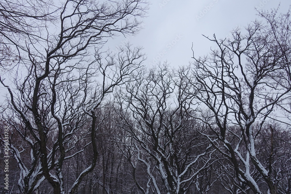 Bare branches of Robinia pseudoacacia umbraculifera covered with snow Bare branches of Robinia pseudoacacia umbraculifera covered with snow