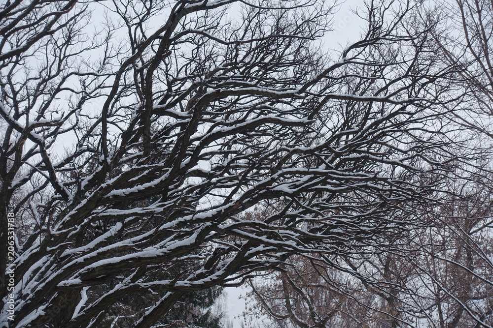 Fototapeta premium Naked branches of Robinia pseudoacacia umbraculifera covered with snow