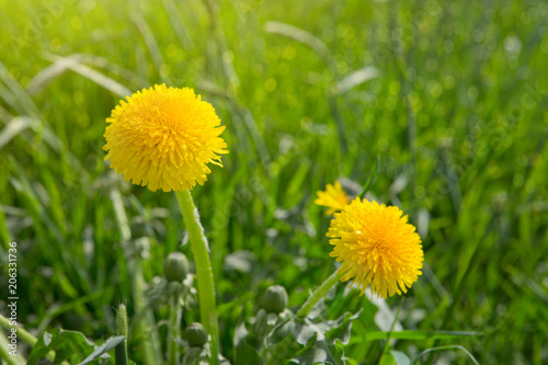 Fototapeta Naklejka Na Ścianę i Meble -  Close up flowers yellow dandelions.