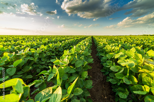 Fotografie Green ripening soybean field, agricultural landscape