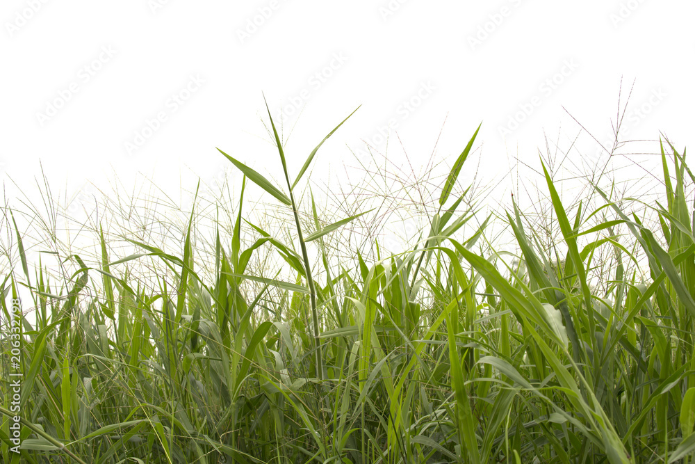 Obraz premium Trawa na białym tle.