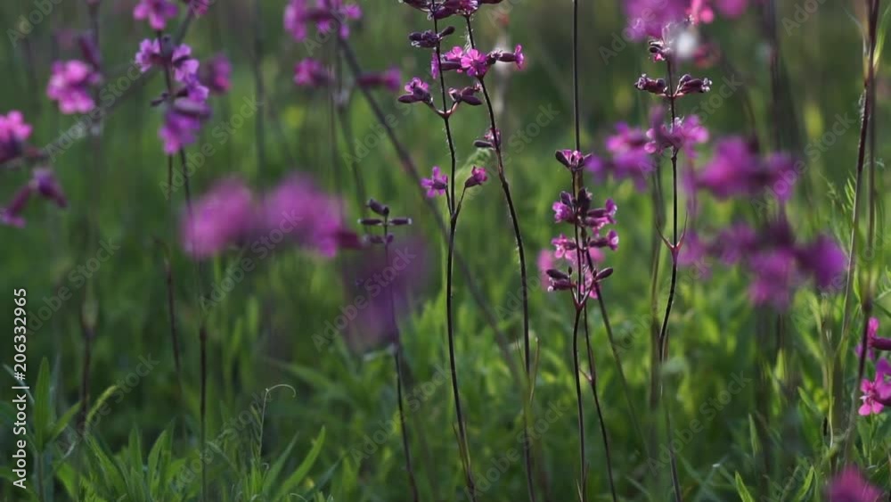 pink flowers of wild carnation in the field on a sunny afternoon, close-up pink flowers of wild carnation in the field on a sunny afternoon, close-up