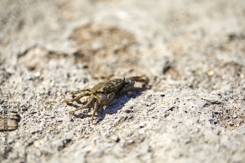 the crab on sandy beach