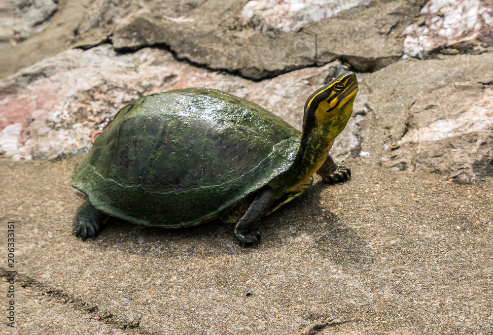 Tortoise sitting on a stone in Thailand holding head up high Tortoise sitting on a stone in Thailand holding head up high