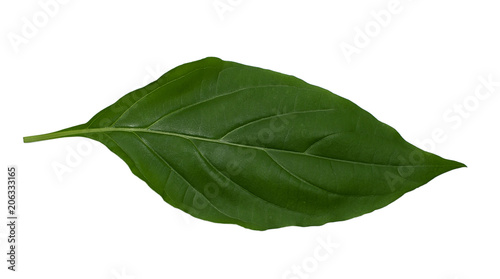 Isolated green leaves on white background with clipping path.