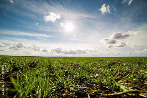 Green wheat field  agricultural landscape.