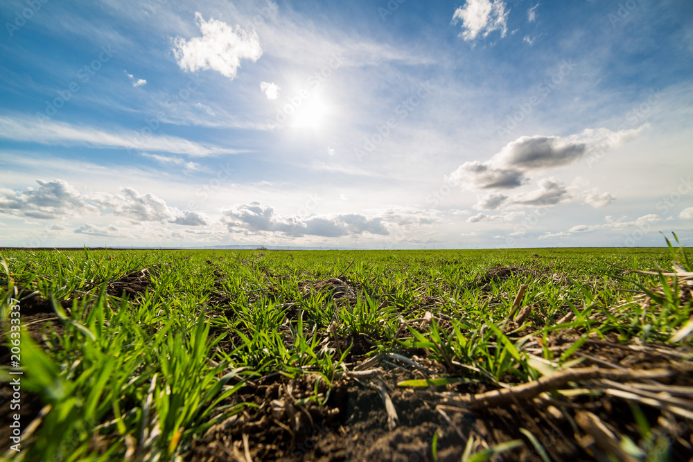 Green wheat field, agricultural landscape. Green wheat field, agricultural landscape.