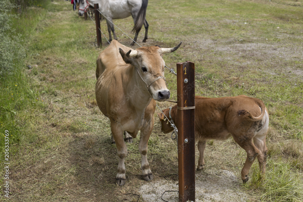 Aerial view of a cow and a calf Aerial view of a cow and a calf