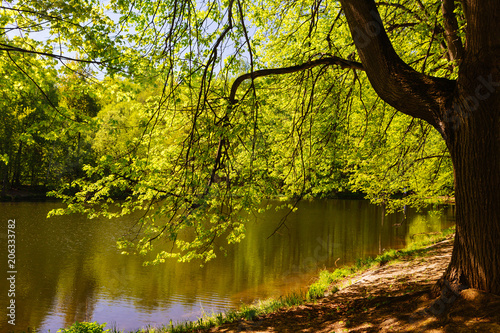 Bilde på lerret On the bank of a pond in the wood